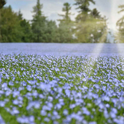 Flax fine green foliage grown from seeds