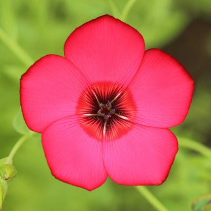 Scarlet Flax Flower seeds for Planting Long Bloom Season Heirloom & GMO Free Seeds for Home Garden 
 
 Sale for planting in home garden