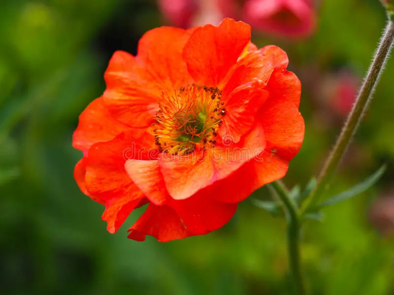 Premium Geum Rossii Flower seeds for Planting Premium Quality, Heirloom & GMO Free Seeds for Home Garden seeds