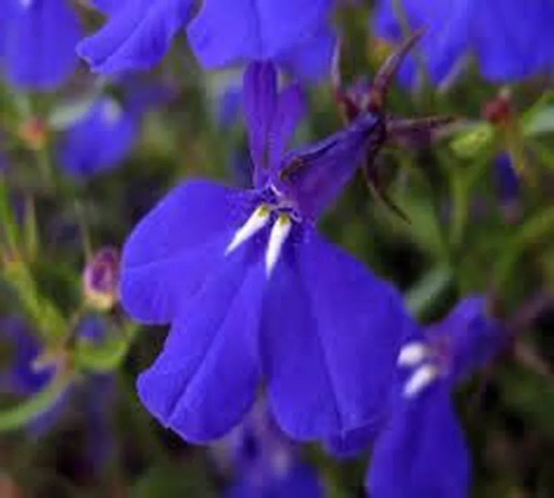 Erinus Flower seeds for Planting Wildflower Mix, Heirloom & GMO Free Seeds for Home Garden vegetable and garden seeds