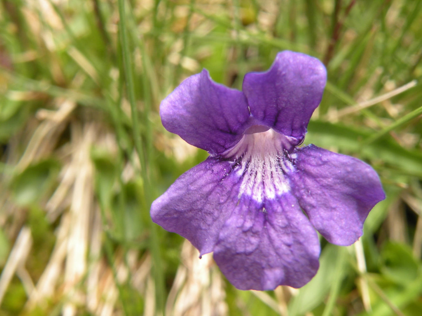 Pinguicula Poldinii Flower seeds for Planting Wildflower Mix Heirloom & GMO Free Seeds for Home Garden