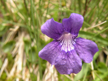 Pinguicula Poldinii Flower seeds for Planting Wildflower Mix Heirloom & GMO Free Seeds for Home Garden