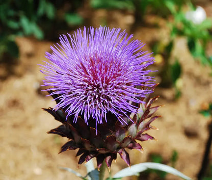 Heirloom Cardo Gigante Flower seeds for Planting Shade Tolerant Heirloom & GMO Free Seeds for Home Garden