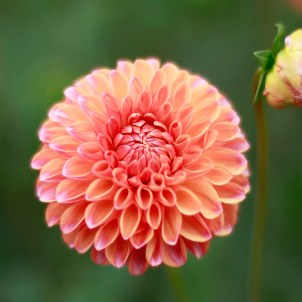 Butterscotch Dahlia Flower seeds for Planting Sun Loving, Heirloom & GMO Free Seeds for Home Garden vegetable and garden seeds