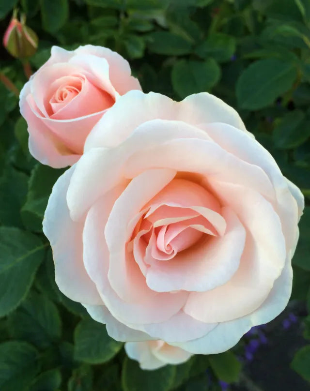 Premium Pink Dawn Rose Flower seeds for Planting Perfect for Borders, Heirloom & GMO Free Seeds for Home Garden seeds