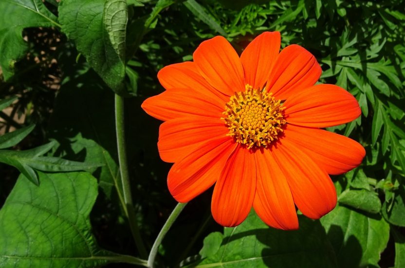Heirloom Mexican Flower seeds for Planting Cut Flower Favorite Heirloom & GMO Free Seeds for Home Garden