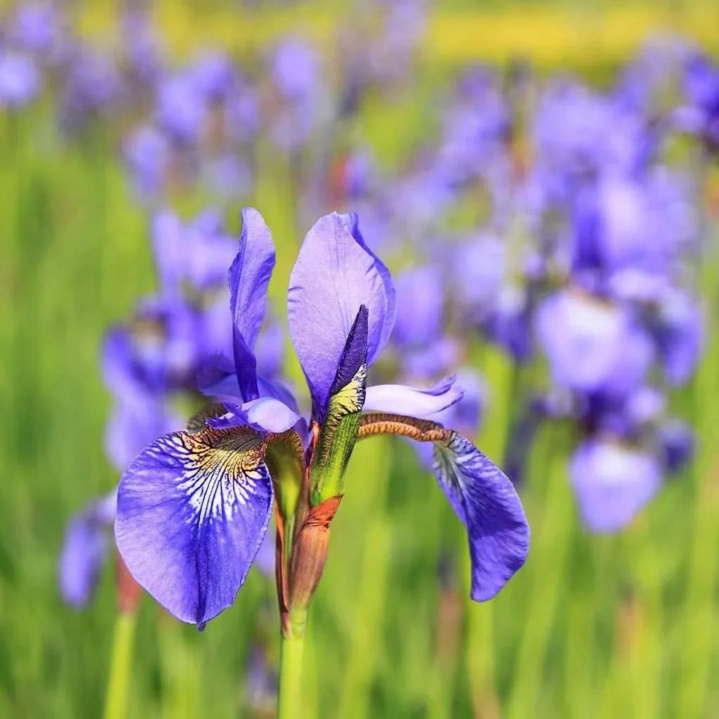 Japanese Iris Flower seeds for Planting - Vibrant Colors, Heirloom & GMO Free Seeds for Home Garden