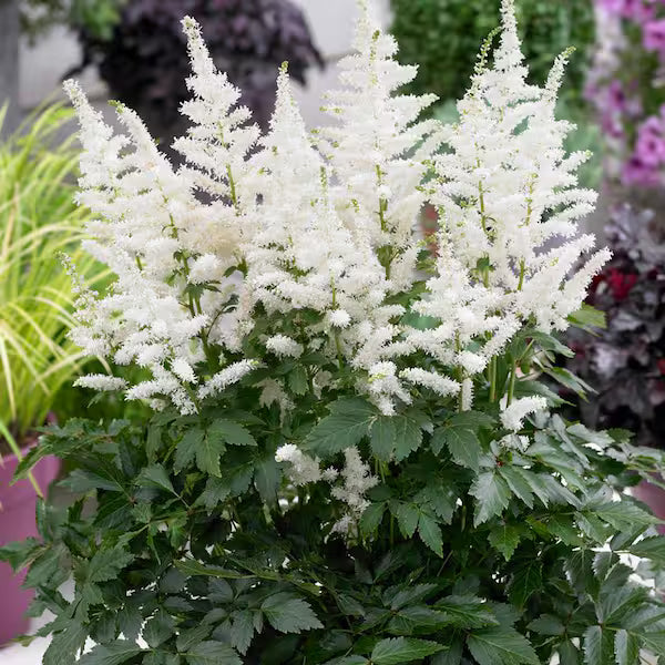 High quality Cream Astilbe Flower seeds for Planting Drought Tolerant, Heirloom & GMO Free Seeds for Home Garden seeds pack