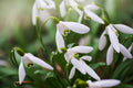 Snowdrop Bulbs Flower seeds for Planting Fragrant Blossoms, Heirloom & GMO Free Seeds for Home Garden seeds for planting