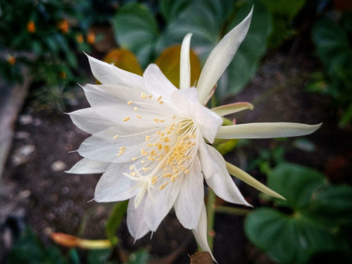 Cereus Flower seeds for Planting Perfect for Borders, Heirloom & GMO Free Seeds for Home Garden seeds for planting