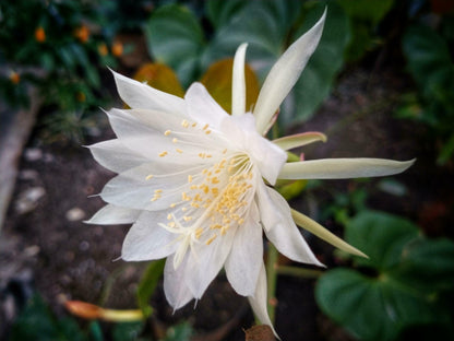 Epiphyllum Flower seeds for Planting Bright Blooms Heirloom & GMO Free Seeds for Home Garden