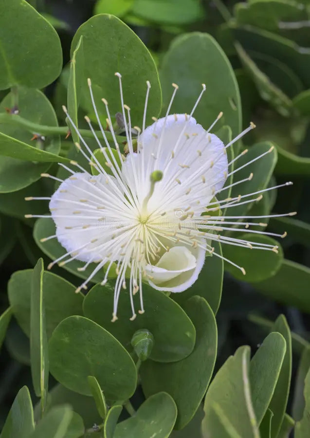 High quality White Capparis Flower seeds for Planting Sun Loving, Heirloom & GMO Free Seeds for Home Garden seeds pack