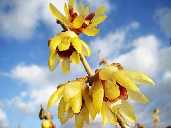 Premium Yellow Chimonanthus Flower seeds for Planting Perfect for Borders, Heirloom & GMO Free Seeds for Home Garden seeds