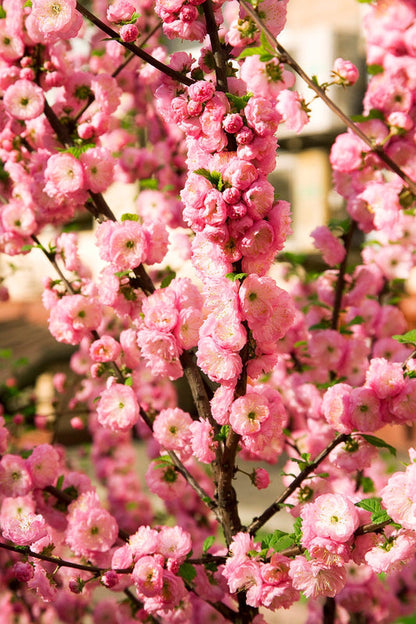 Flowering Almond Seeds Prunus triloba double pink flower tree