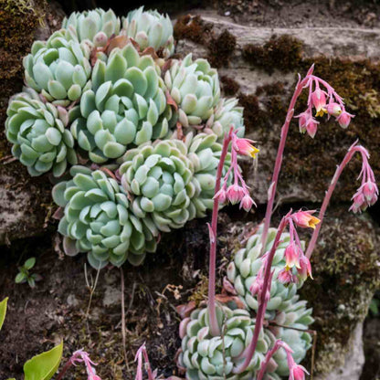 Echeveria Flowering Flower seeds for Planting - Vibrant Colors, Heirloom & GMO Free Seeds for Home Garden