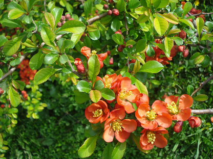 Heirloom Quince Chaenomeles Flower seeds for Planting Cut Flower Favorite Heirloom & GMO Free Seeds for Home Garden