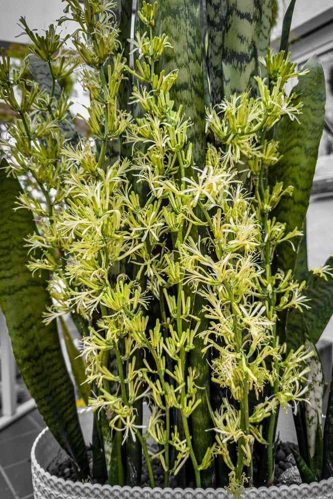 Sansevieria Flower seeds for Planting Premium Quality Heirloom & GMO Free Seeds for Home Garden