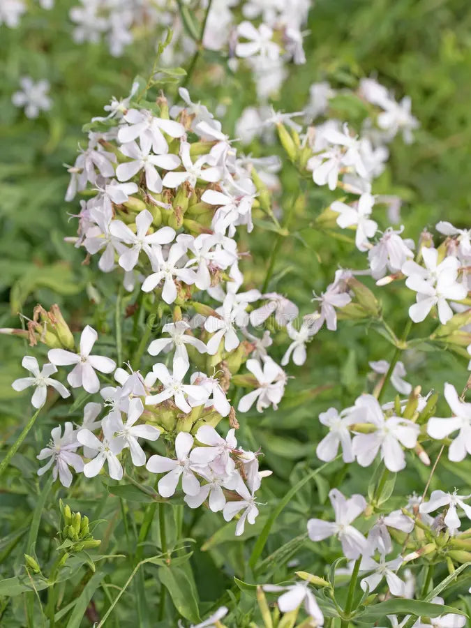 Premium Saponaria Flower seeds for Planting Bright Blooms, Heirloom & GMO Free Seeds for Home Garden seeds