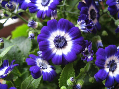 Cineraria Flower seeds for Planting Cottage Garden Essential Heirloom & GMO Free Seeds for Home Garden