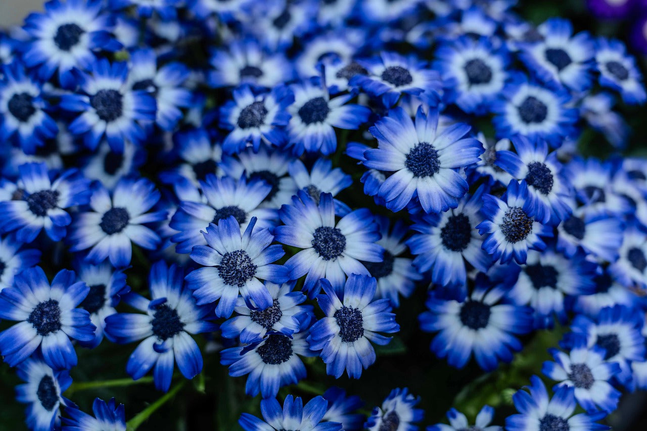 High quality Blue Bellis Perennis Flower seeds for Planting Hardy Variety, Heirloom & GMO Free Seeds for Home Garden seeds pack