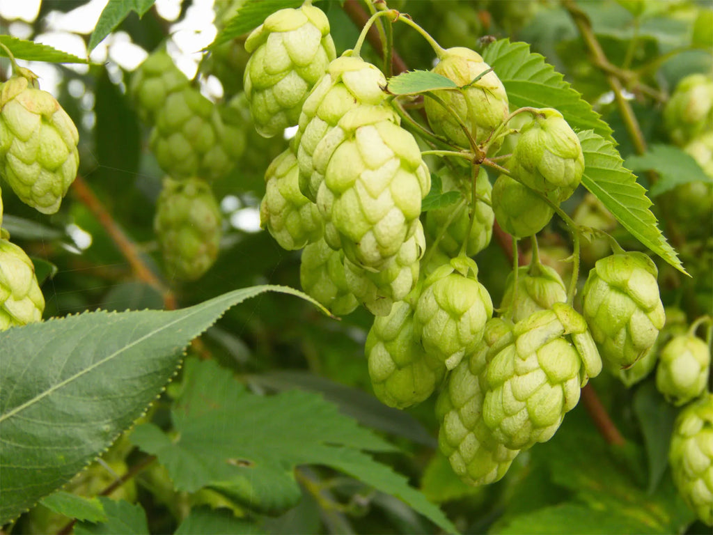 Green Humulus Lupulus Flower seeds for Planting Seasonal Bloomer, Heirloom & GMO Free Seeds for Home Garden vegetable and garden seeds