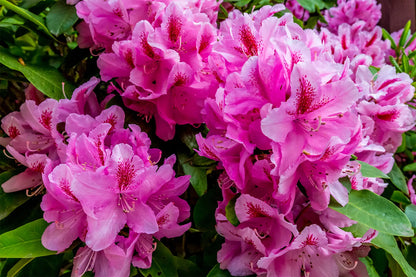 Rhododendron Flower seeds for Planting Compact Growth Heirloom & GMO Free Seeds for Home Garden