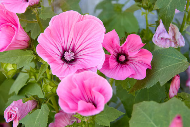 High quality Pink Lavatera Trimestris Flower seeds for Planting Seasonal Bloomer, Heirloom & GMO Free Seeds for Home Garden seeds pack