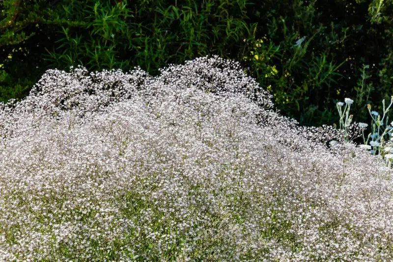 Premium White Gypsophila Snowflake Flower seeds for Planting Cut Flower Favorite, Heirloom & GMO Free Seeds for Home Garden seeds