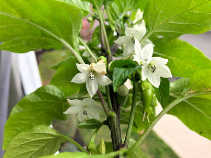 Jalapeno Flower seeds for Planting Wildflower Mix Heirloom & GMO Free Seeds for Home Garden