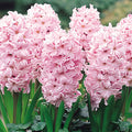 Baby Pink Hyacinth Flower seeds for Planting Shade Tolerant, Heirloom & GMO Free Seeds for Home Garden seeds for planting