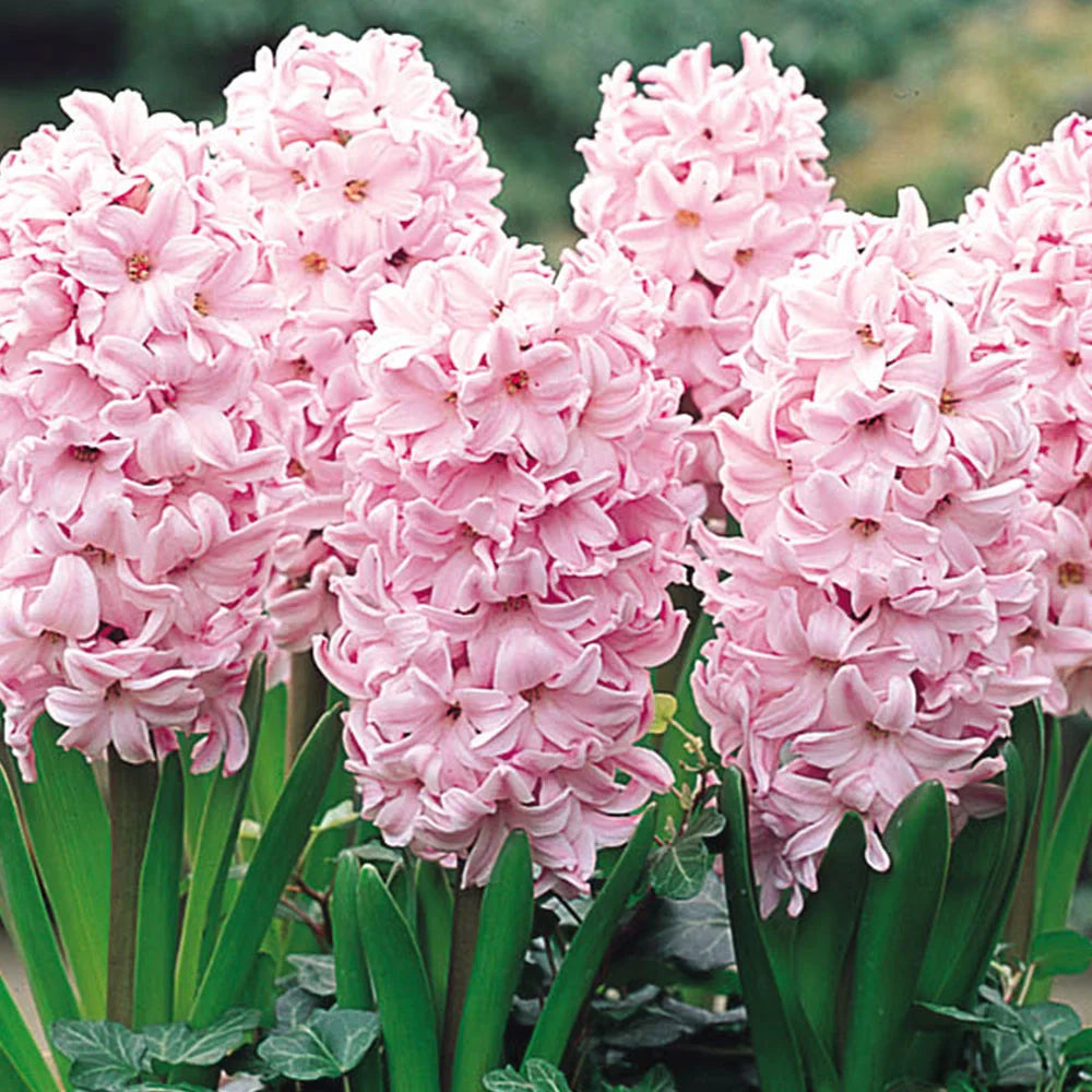 Baby Pink Hyacinth Flower seeds for Planting Shade Tolerant, Heirloom & GMO Free Seeds for Home Garden seeds for planting