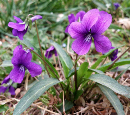 Philippica Flower seeds for Planting Cottage Garden Essential Heirloom & GMO Free Seeds for Home Garden