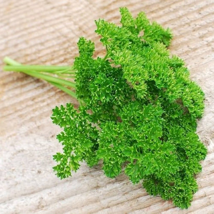 Forest Green Parsley growing in raised garden bed