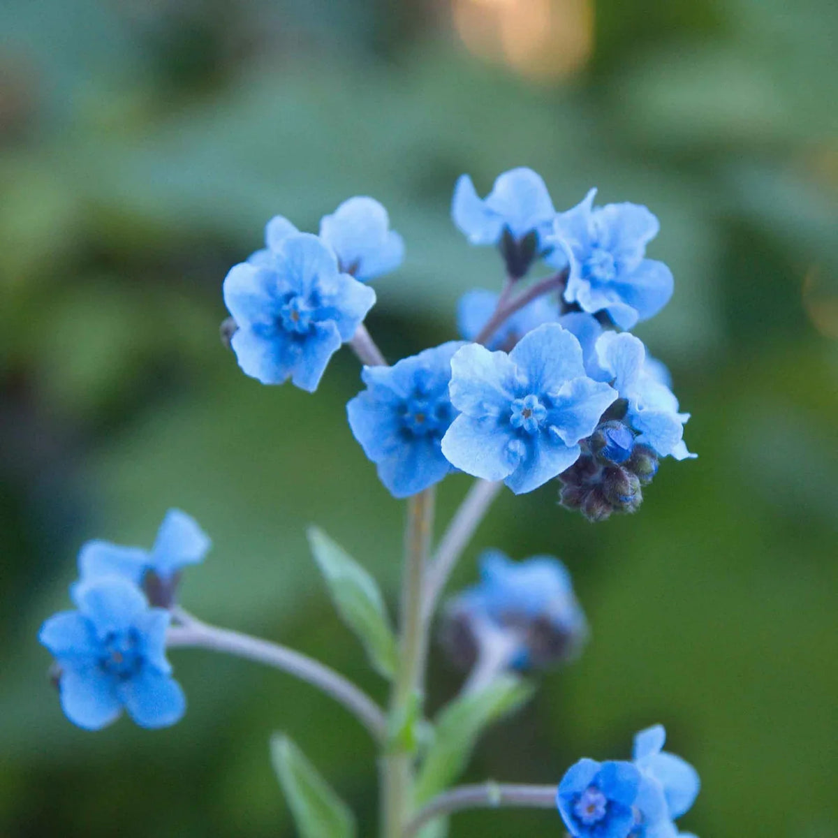 Cynoglossum Flower seeds for Planting Easy to Grow Heirloom & GMO Free Seeds for Home Garden