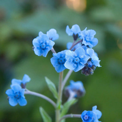 Cynoglossum Flower seeds for Planting Easy to Grow Heirloom & GMO Free Seeds for Home Garden