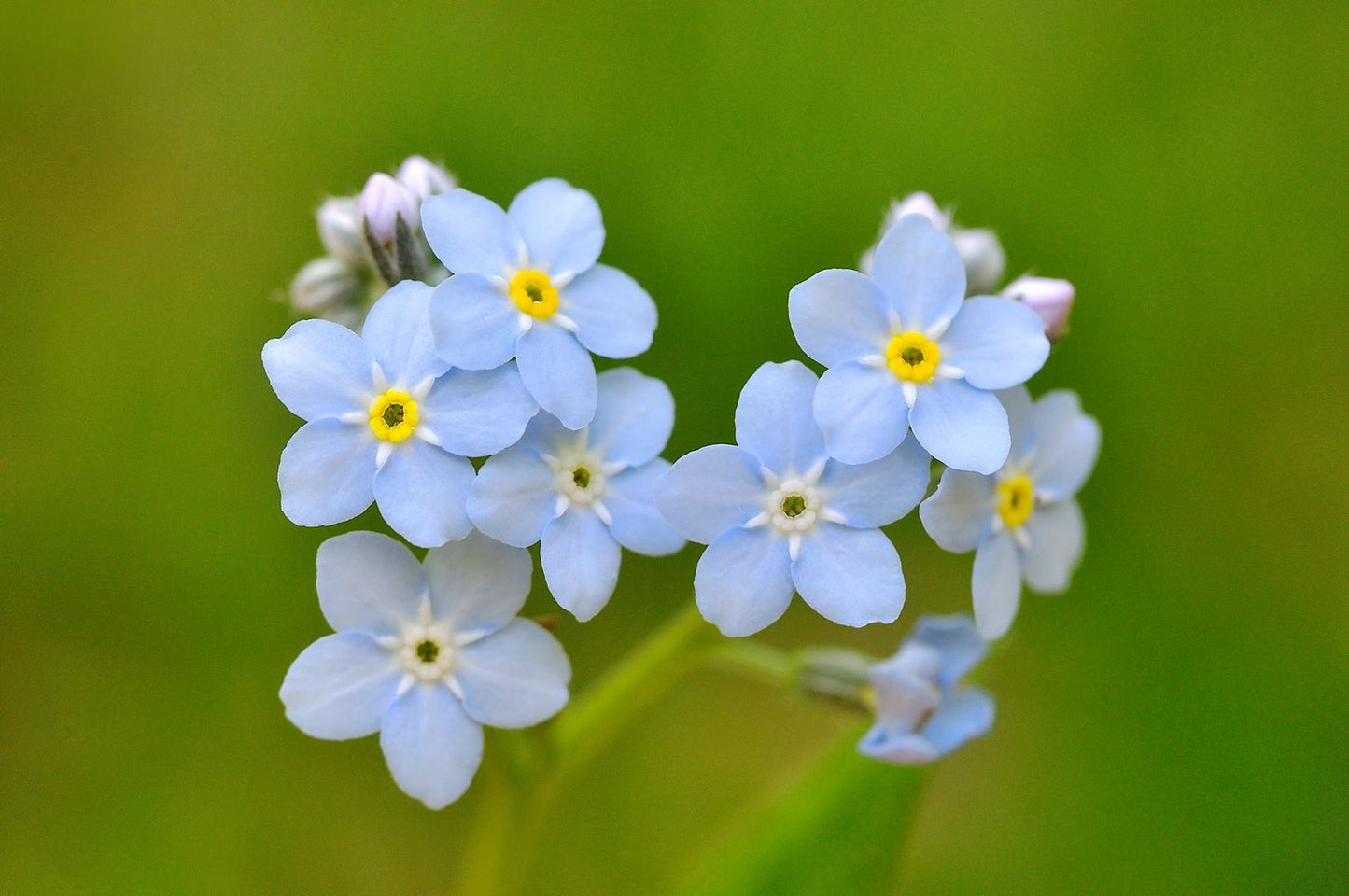 Myosotis Sylvatica Flower seeds for Planting Cottage Garden Essential Heirloom & GMO Free Seeds for Home Garden