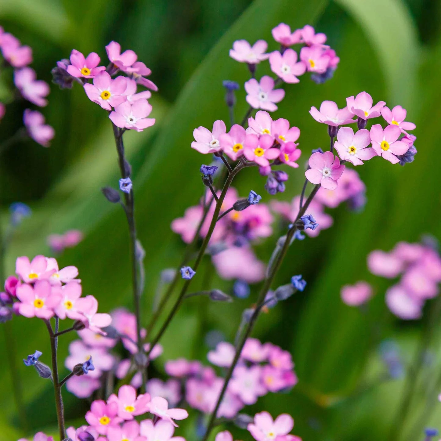 Myosotis Sylvatica Flower seeds for Planting Wildflower Mix Heirloom & GMO Free Seeds for Home Garden