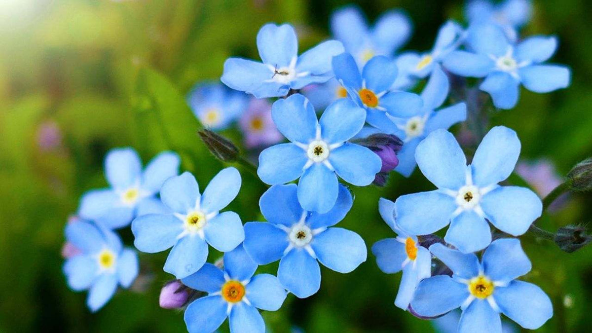 Forget Me Not Flower seeds for Planting Hardy Variety Heirloom & GMO Free Seeds for Home Garden