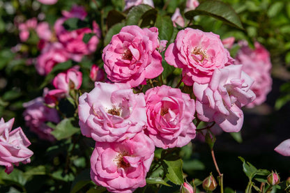 Rose Tree Flower seeds for Planting Sun Loving Heirloom & GMO Free Seeds for Home Garden
