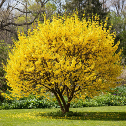 Trifoliate (Trifoliate Forsythia) seeds for planting in home garden