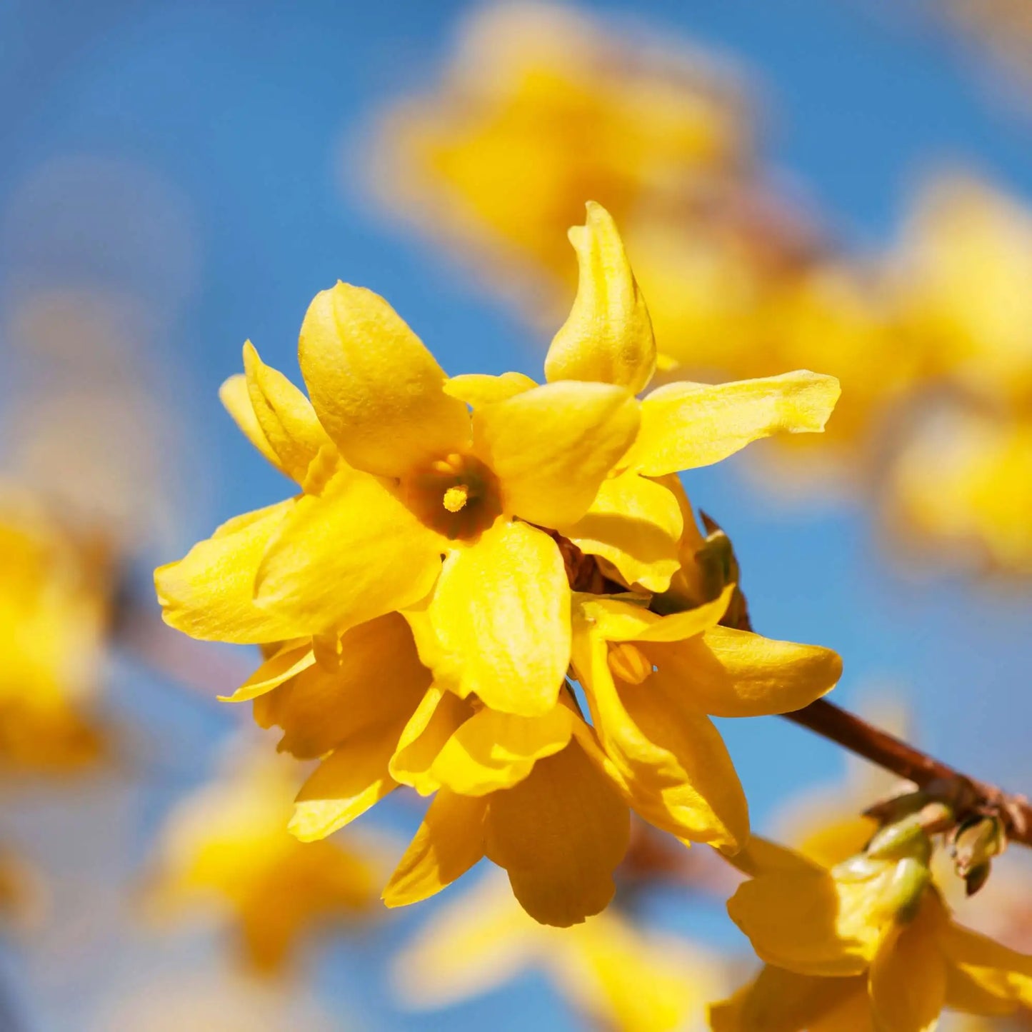 Forsythia Flower seeds for Planting Bright Blooms Heirloom & GMO Free Seeds for Home Garden