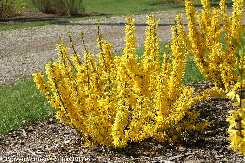 Premium Forsythia Flower seeds for Planting Wildflower Mix, Heirloom & GMO Free Seeds for Home Garden seeds