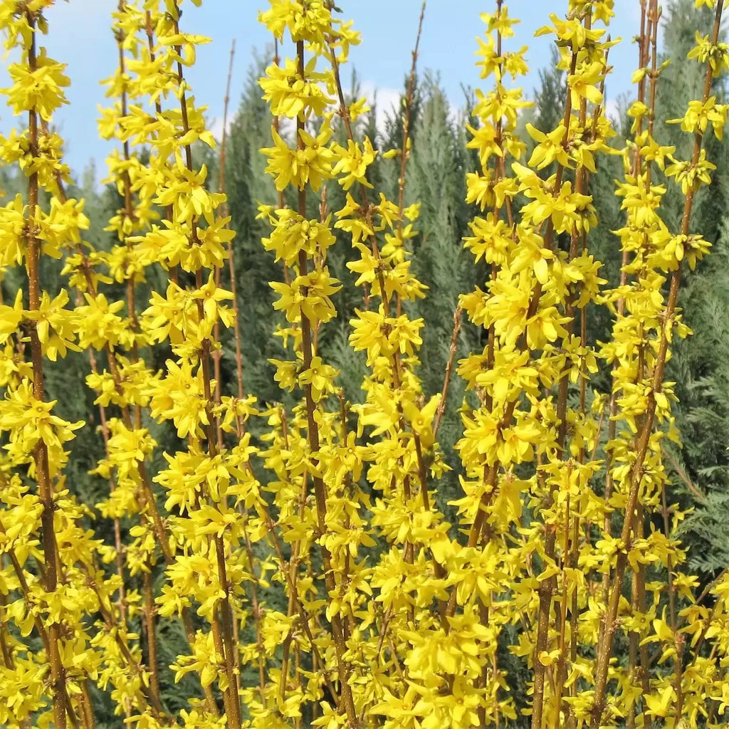 High quality Yellow Forsythia Flower seeds for Planting Seasonal Bloomer, Heirloom & GMO Free Seeds for Home Garden seeds pack