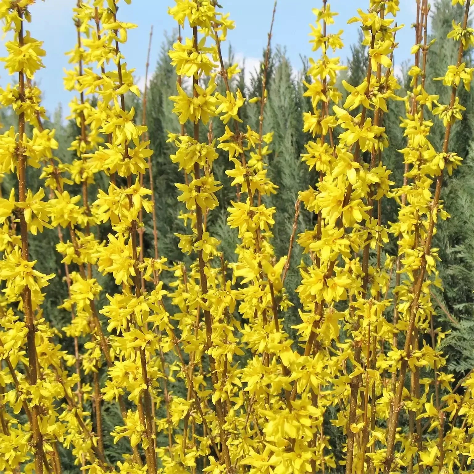 High quality Yellow Forsythia Flower seeds for Planting Seasonal Bloomer, Heirloom & GMO Free Seeds for Home Garden seeds pack