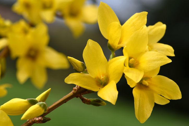 High quality Forsythia Flower seeds for Planting Wildflower Mix, Heirloom & GMO Free Seeds for Home Garden seeds pack
