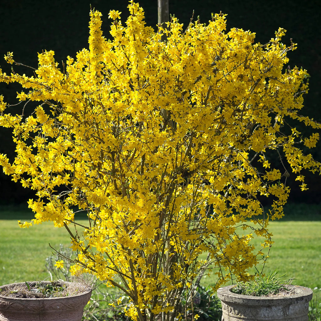 Forsythia Flower seeds for Planting Wildflower Mix, Heirloom & GMO Free Seeds for Home Garden vegetable and garden seeds