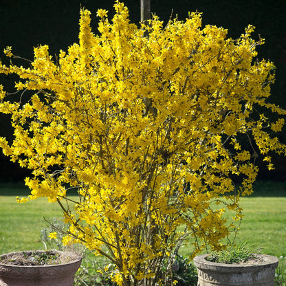 Forsythia Flower seeds for Planting Wildflower Mix, Heirloom & GMO Free Seeds for Home Garden vegetable and garden seeds