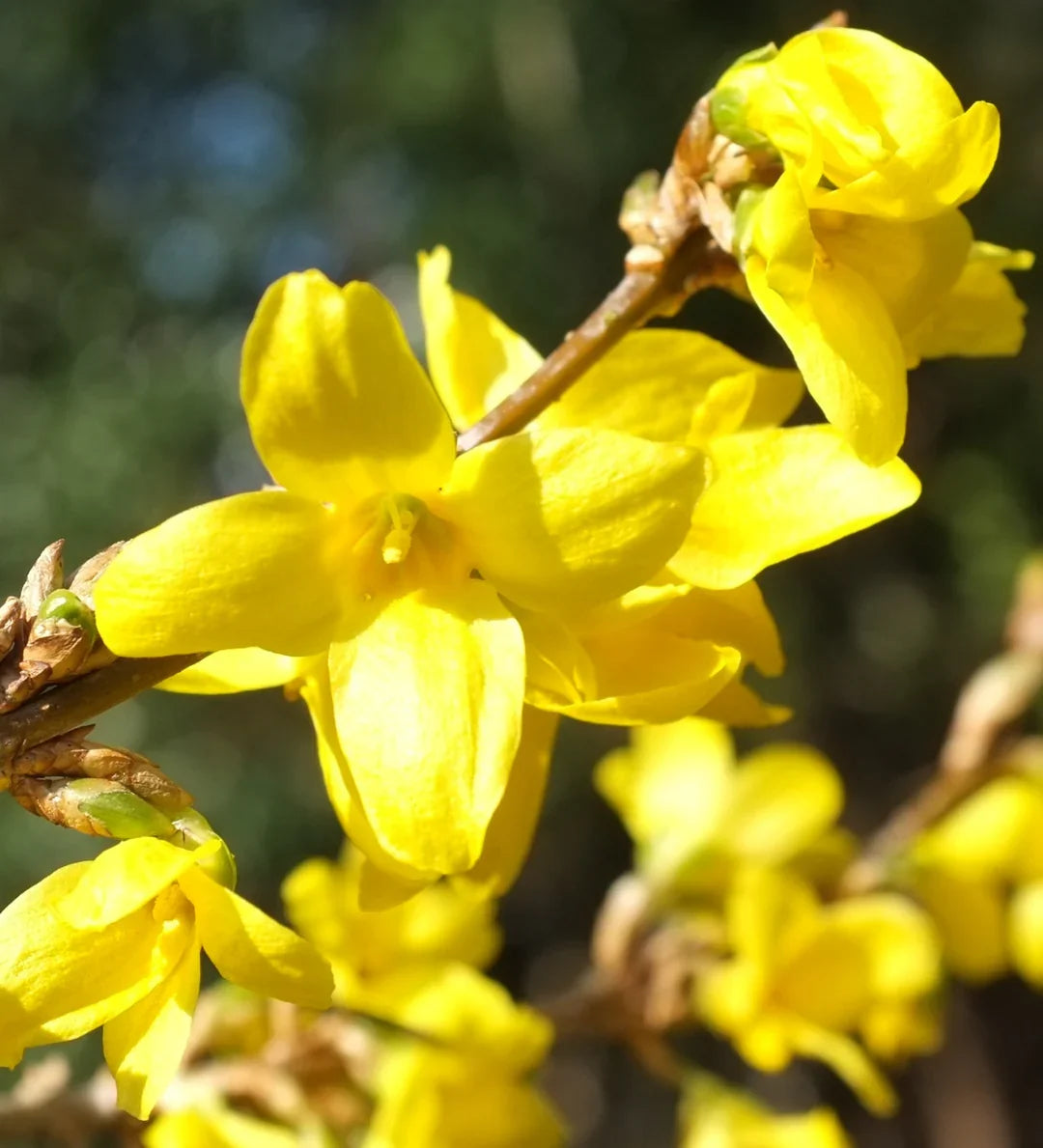 Trifoliate Forsythia Flower seeds for Planting Drought Tolerant Heirloom & GMO Free Seeds for Home Garden