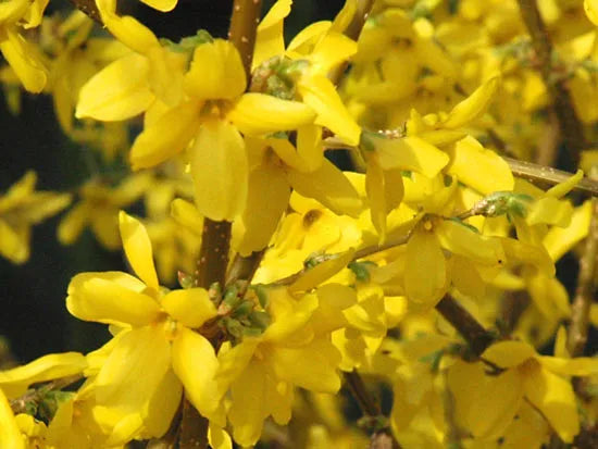 Forsythia Hampshire Flower seeds for Planting Premium Quality Heirloom & GMO Free Seeds for Home Garden