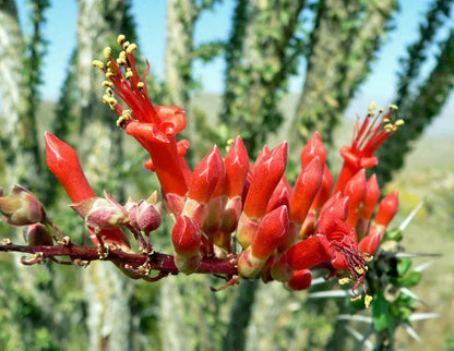 Ocotillo Fouquieria Splendens Flower seeds for Planting - Sun Loving, Heirloom & GMO Free Seeds for Home Garden